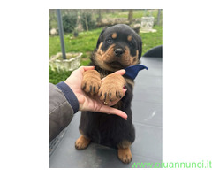Cuccioli rottweiler con pedigree enci - 1