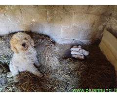 Lagotto romagnolo - 1