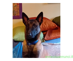 Pastore Belga Malinois - 1