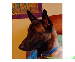 Pastore Belga Malinois - 2
