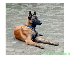 Pastore Belga Malinois - 3