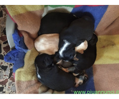 In regalo Cuccioli di Cane Meticcio - 1