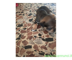 In regalo Cuccioli di Cane Meticcio - 2