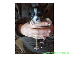 In regalo Cuccioli di Cane Meticcio - 4
