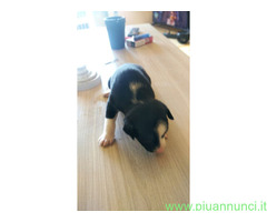 In regalo Cane Meticcio - 1