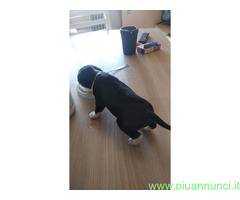 In regalo Cane Meticcio - 2