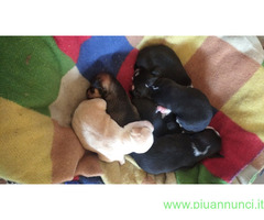 In regalo Cane Meticcio - 3