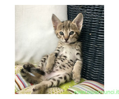 Savannah f6