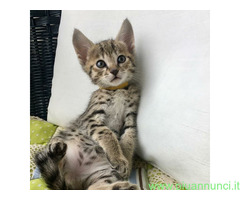 Savannah f6