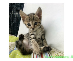 Savannah f6
