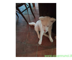 Akita inu cuccioli