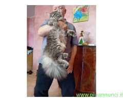 MAINE COON CUCCIOLO