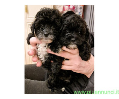 Maltipoo