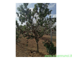 Terreno coltivabile mq2700 Privato