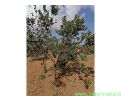 Terreno coltivabile mq2700 Privato