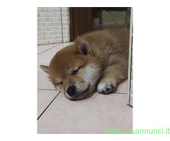 Shiba inu