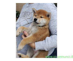Shiba inu