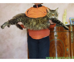 CUCCIOLO MAINE COON