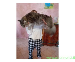 CUCCIOLO MAINE COON