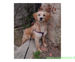In regalo SASHA CUCCIOLA MIX GOLDEN