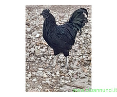 Uova feconde di aym cemani