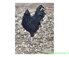 Uova feconde di aym cemani