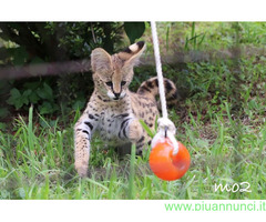 Gattino serval disponibile