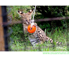 Gattino serval disponibile