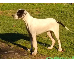 Cucciolo pointer maschio 6 mes