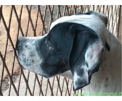Cucciolo pointer maschio 6 mes