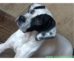 Cucciolo pointer maschio 6 mes