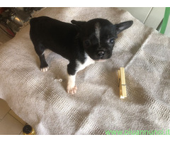 Chihuahua toy