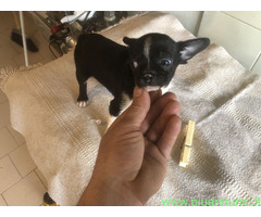 Chihuahua