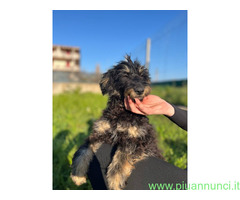 In regalo CUCCIOLA BETTY