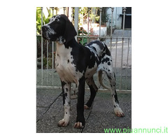 Cani alani tedeschi