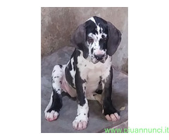Cani alani tedeschi
