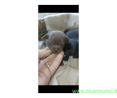 Chihuahua mini