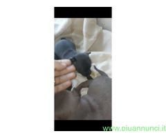 Chihuahua mini