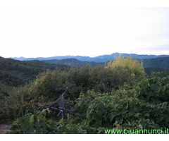 Terreno coltivabile mq3250 Privato