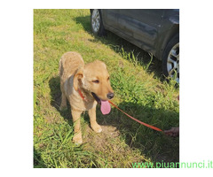 In regalo GAETANO mix Golden Retriever 5