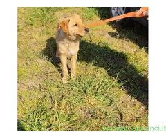 In regalo GAETANO mix Golden Retriever 5