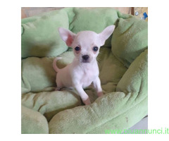 Chihuahua toy maschietto