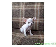 Chihuahua toy maschietto
