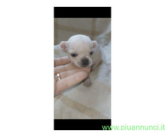 Chihuahua mini