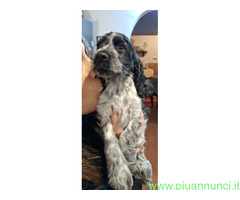 Cocker Spaniel Inglese