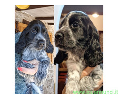 Cocker Spaniel Inglese
