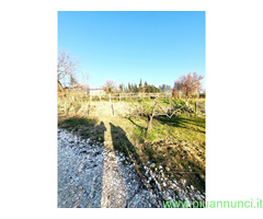 Olio evo borgunto