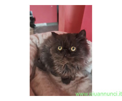 Gatto persiano