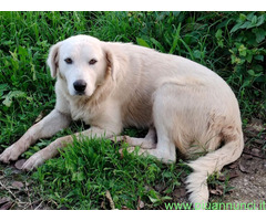 In regalo CAGNOLONA INCROCIO LABRADOR