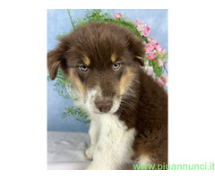Cuccioli australian shepherd